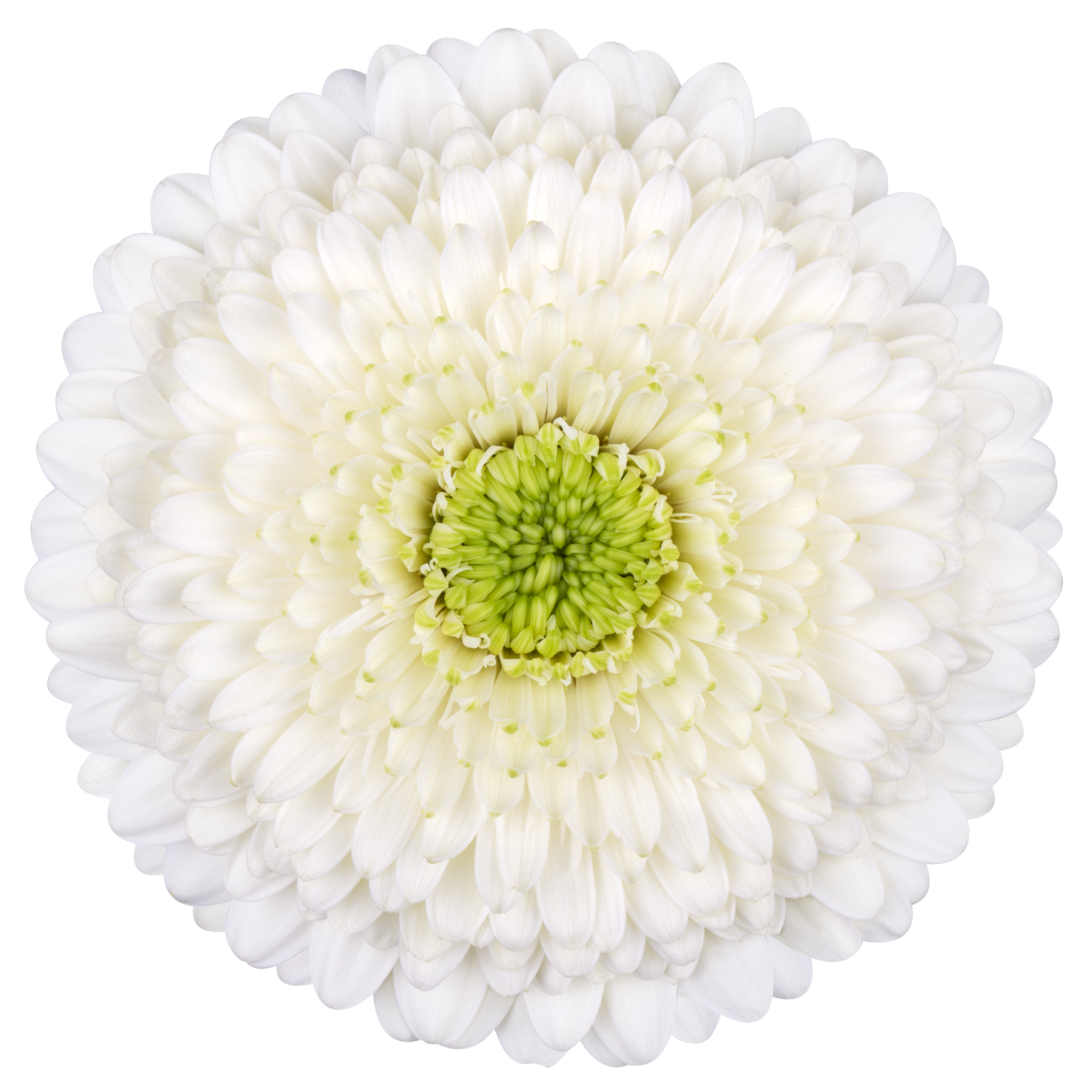 Bolero EchoEcho - Schreurs Gerbera