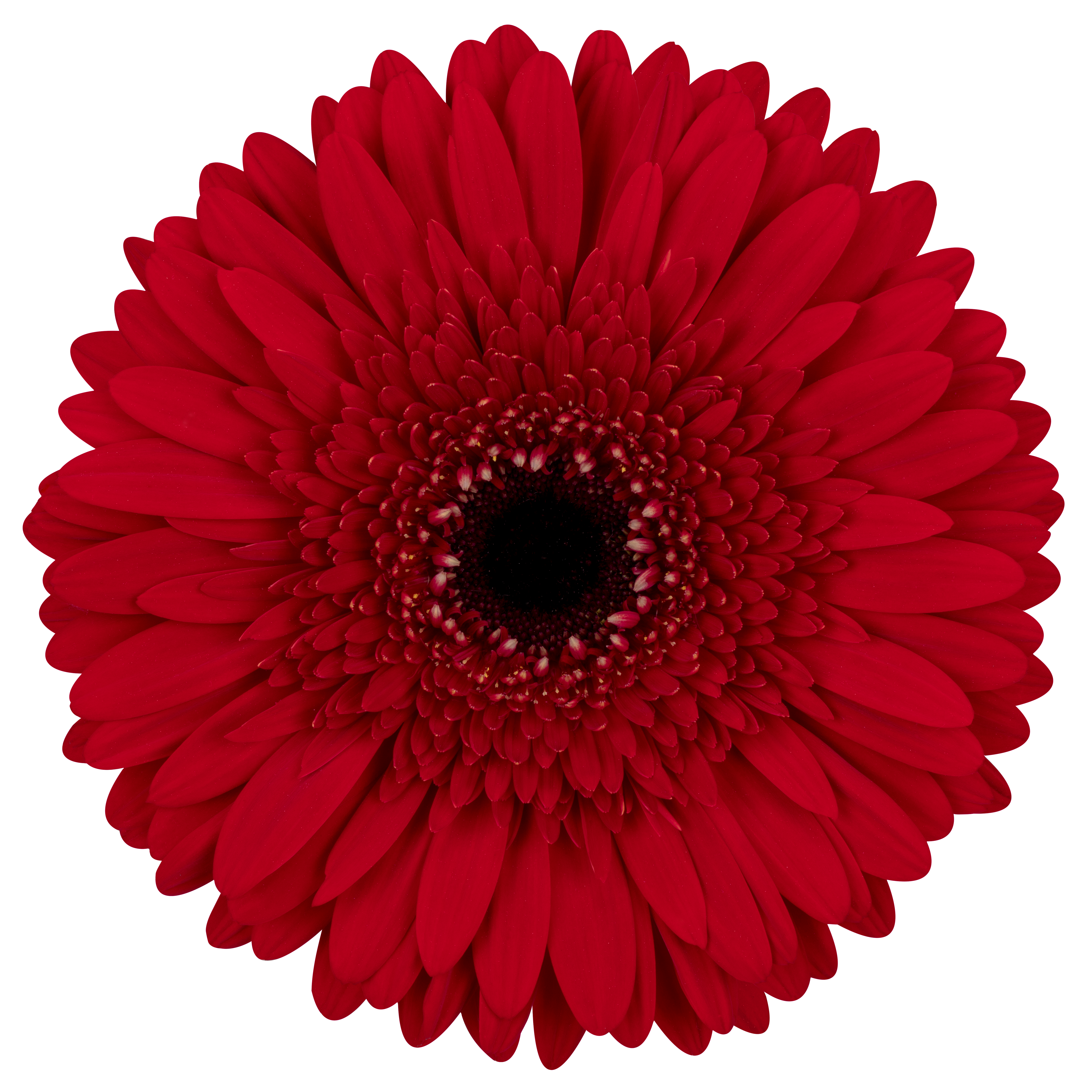 Roulette - Schreurs Gerbera