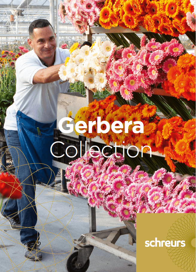 Order your gerbera catalogue for 2022