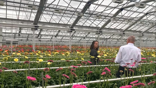 Gerbera mini varieties presented by Dionne and Willem