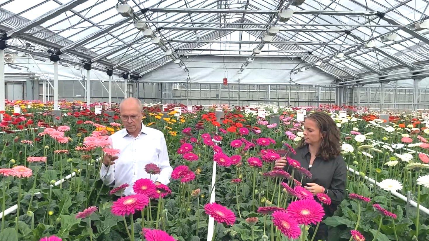 Willem and Dionne talk you through three standard gerbera varieties