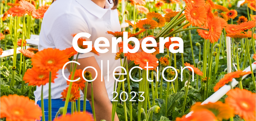 Get a digital copy of the Schreurs gerbera catalogue for 2023!