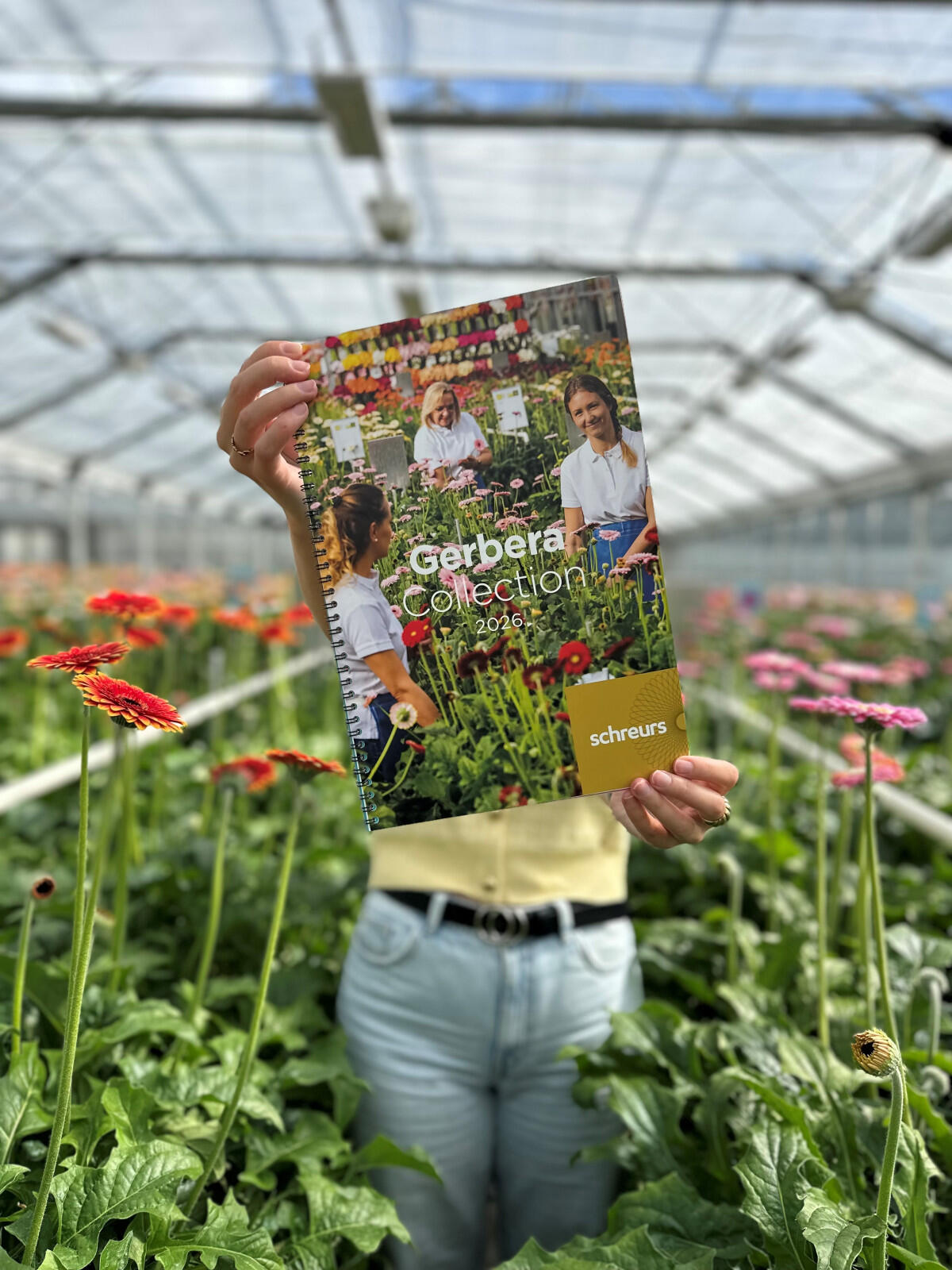 The  New Schreurs Gerbera Catalogue 2026