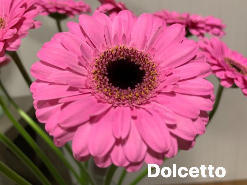 New gerbera varieties at Hoven & de Mooij