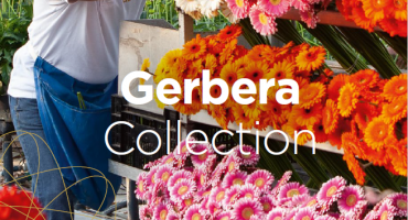 Order your gerbera catalogue for 2022