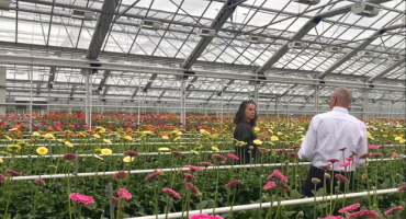 Gerbera mini varieties presented by Dionne and Willem