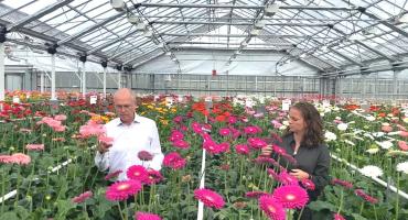 Willem and Dionne talk you through three standard gerbera varieties