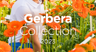 Get a digital copy of the Schreurs gerbera catalogue for 2023!