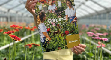 The  New Schreurs Gerbera Catalogue 2026