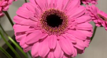 New gerbera varieties at Hoven & de Mooij