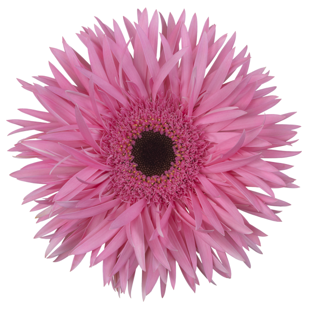 Spider Amazing - Pink - - Schreurs Gerbera