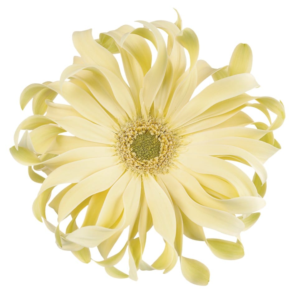 Top 43+ imagen gerbera pasta carbonara