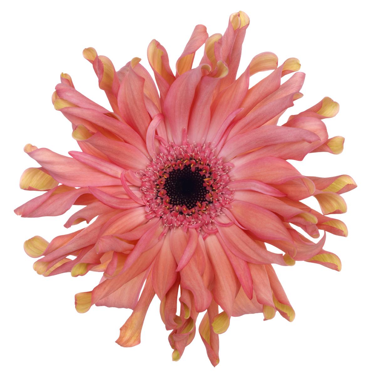 Pastini Cesena - Pink - 123011 - Schreurs Gerbera